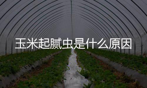 起腻玉米原因虫是什么