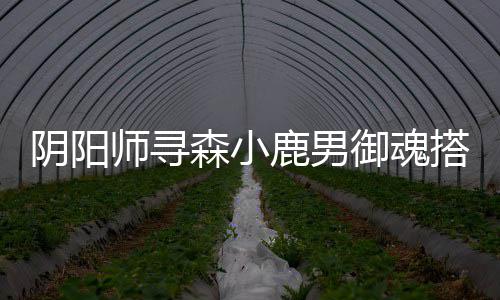 搭配阴阳御魂鹿男师寻森小