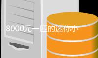 8000元一匹的迷你小马一夜之间爆火：切莫上头！